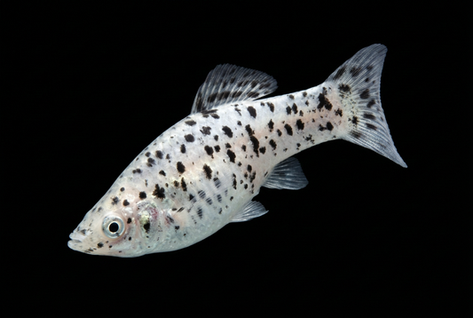 Dalmatian molly swimming downward in an S-curve