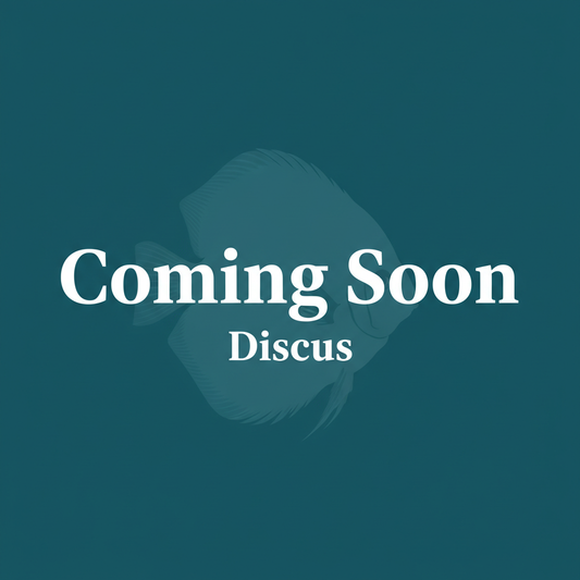 Discus – Coming Soon Full Bleed