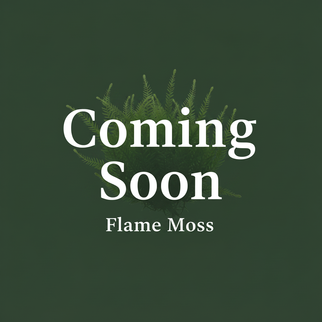 Flame Moss Coming Soon