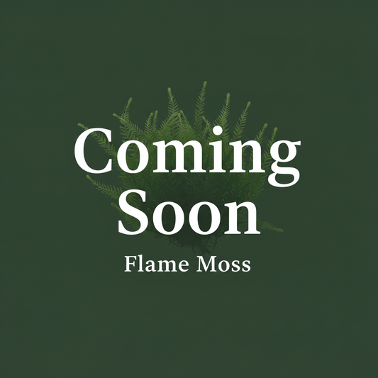 Flame Moss Coming Soon