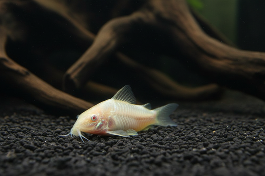 Further back, different spot