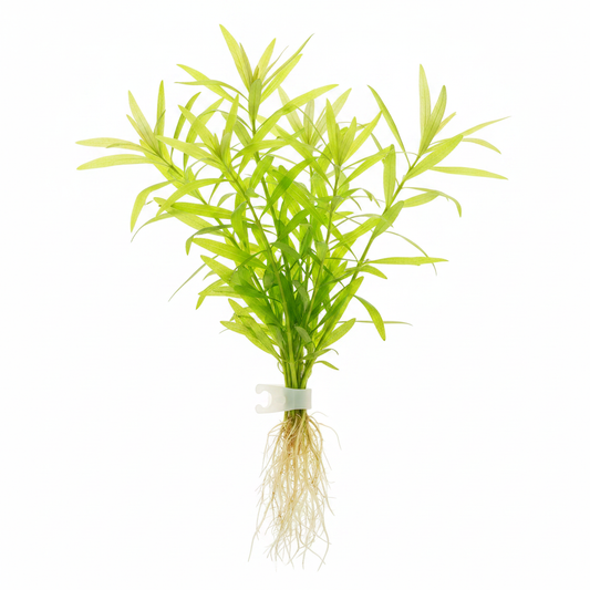 Gen 1 – Bundle with clip