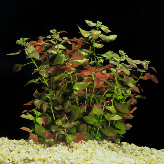 Gen 4 – Close-up in tank