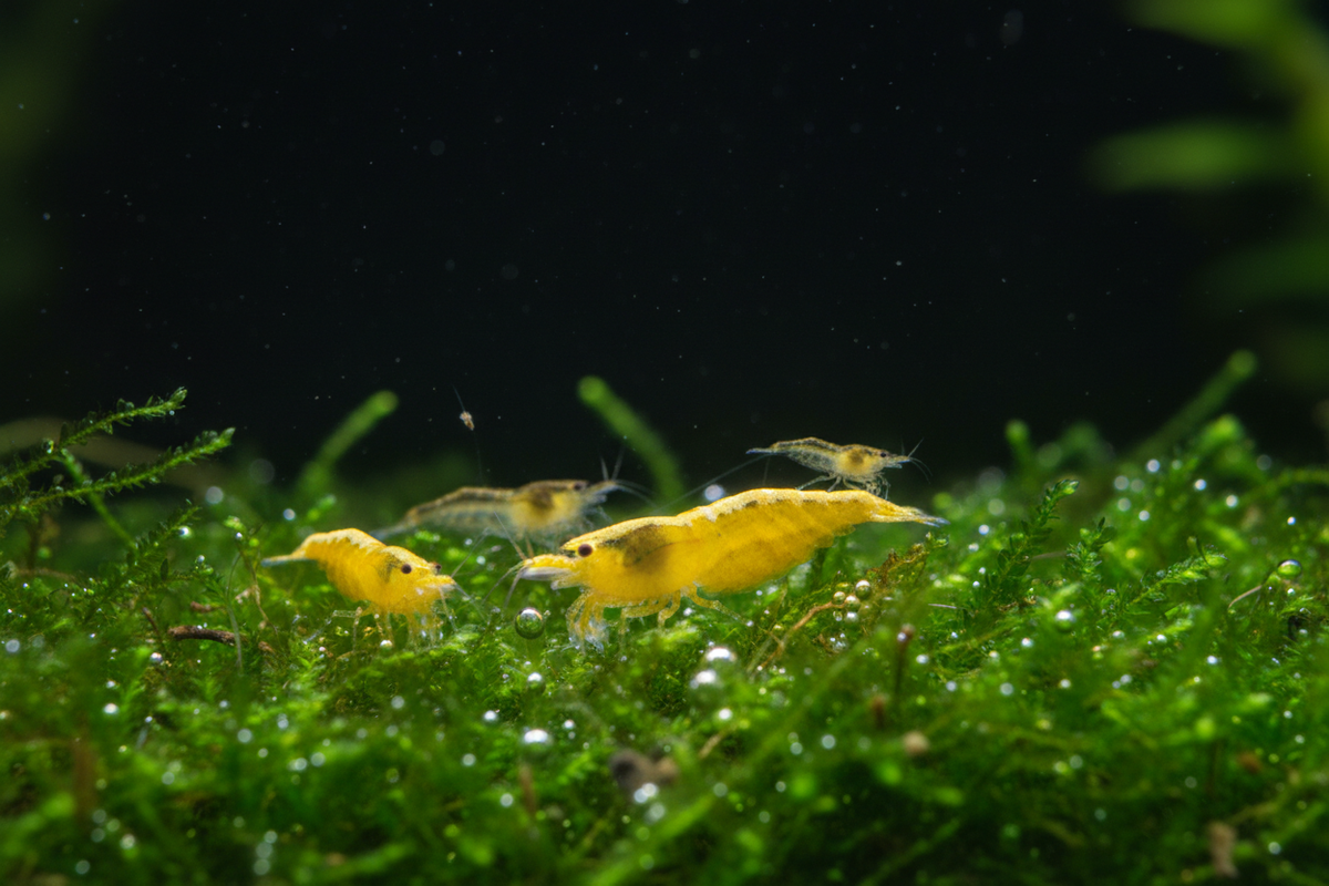 Group on moss