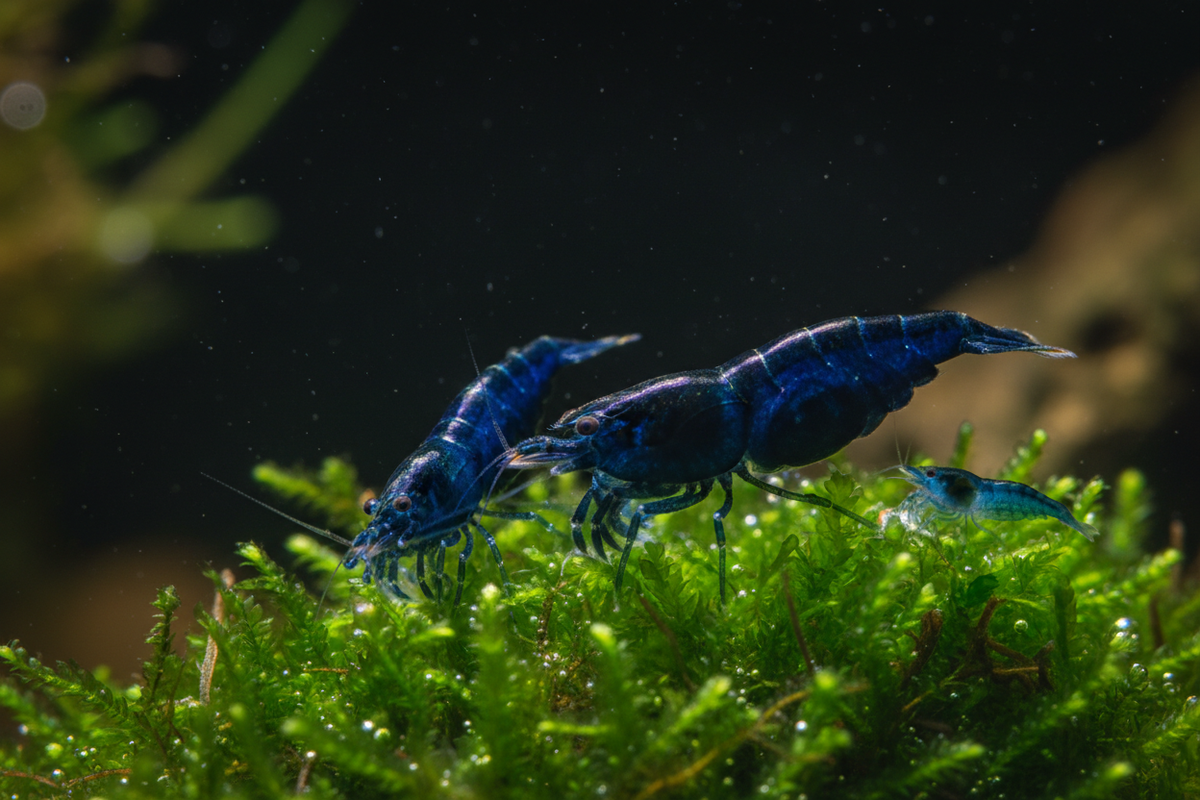 Group on moss