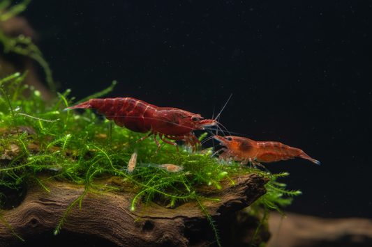 Group on moss