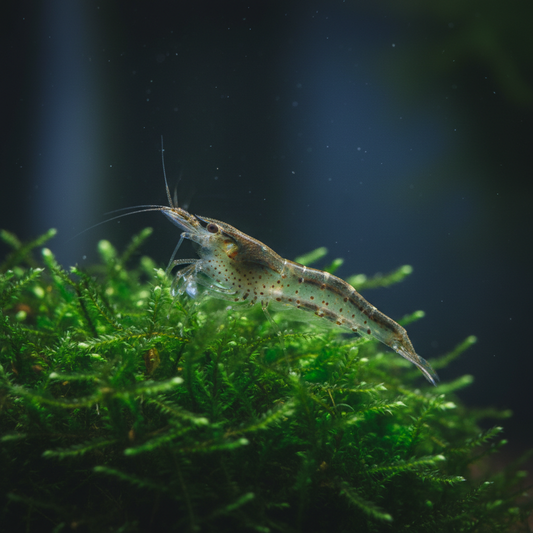 Amano Shrimp - Clinging to Java Moss