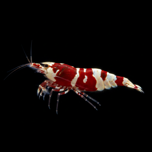 Crystal Red Shrimp - Black background side profile