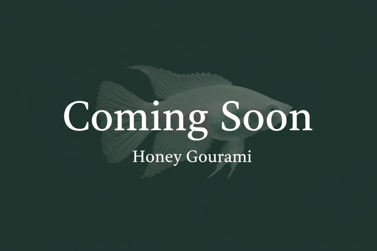 Coming Soon – Honey Gourami placeholder image