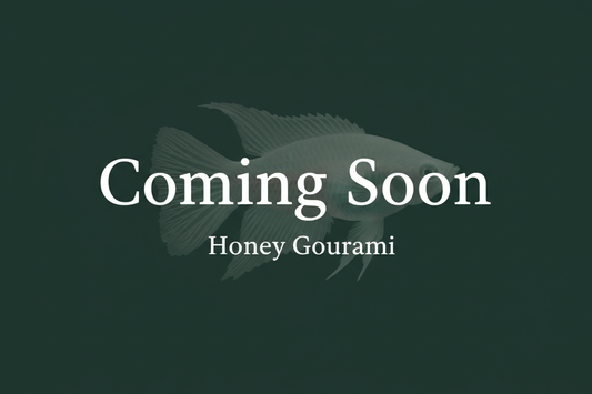 Coming Soon – Honey Gourami placeholder image