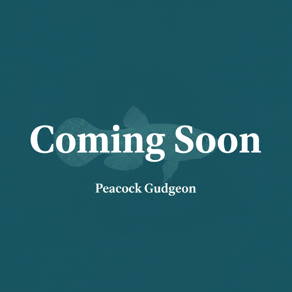 Peacock Gudgeon – Coming Soon Placeholder