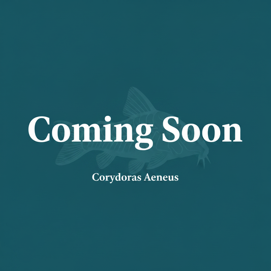 Corydoras Aeneus – Coming Soon Placeholder