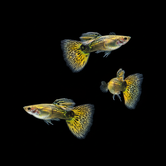 Fancy Guppy - Yellow and black lace delta tails