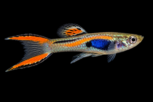 Japan Blue male Endler