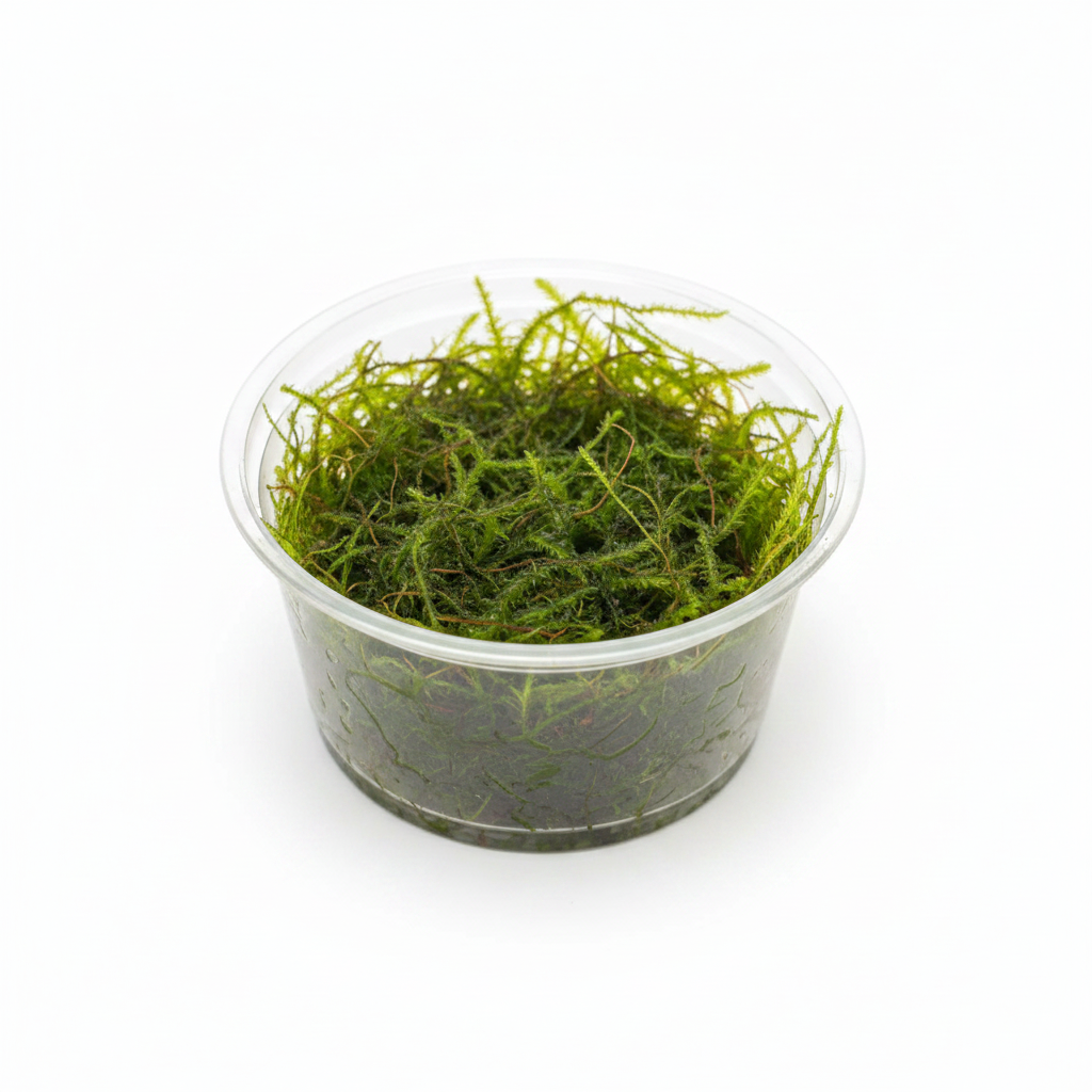 Java Moss in cup