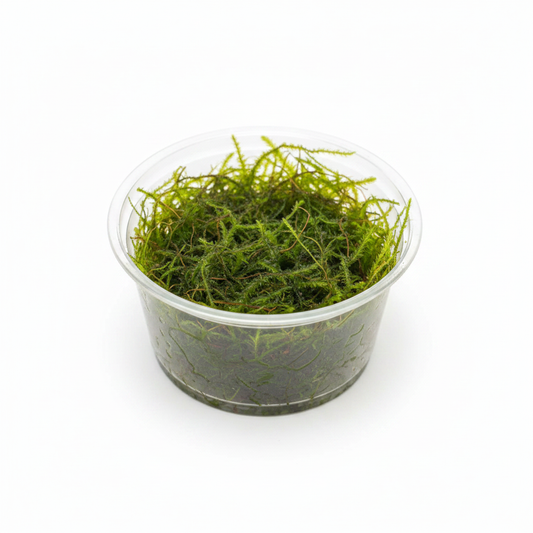 Java Moss in cup