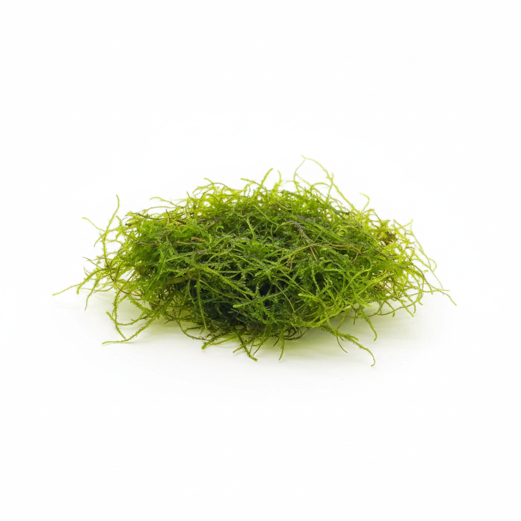 Java Moss on white
