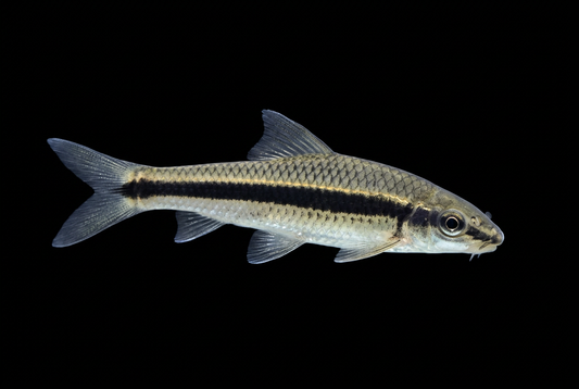 Juvenile Siamese algae eater gliding downward