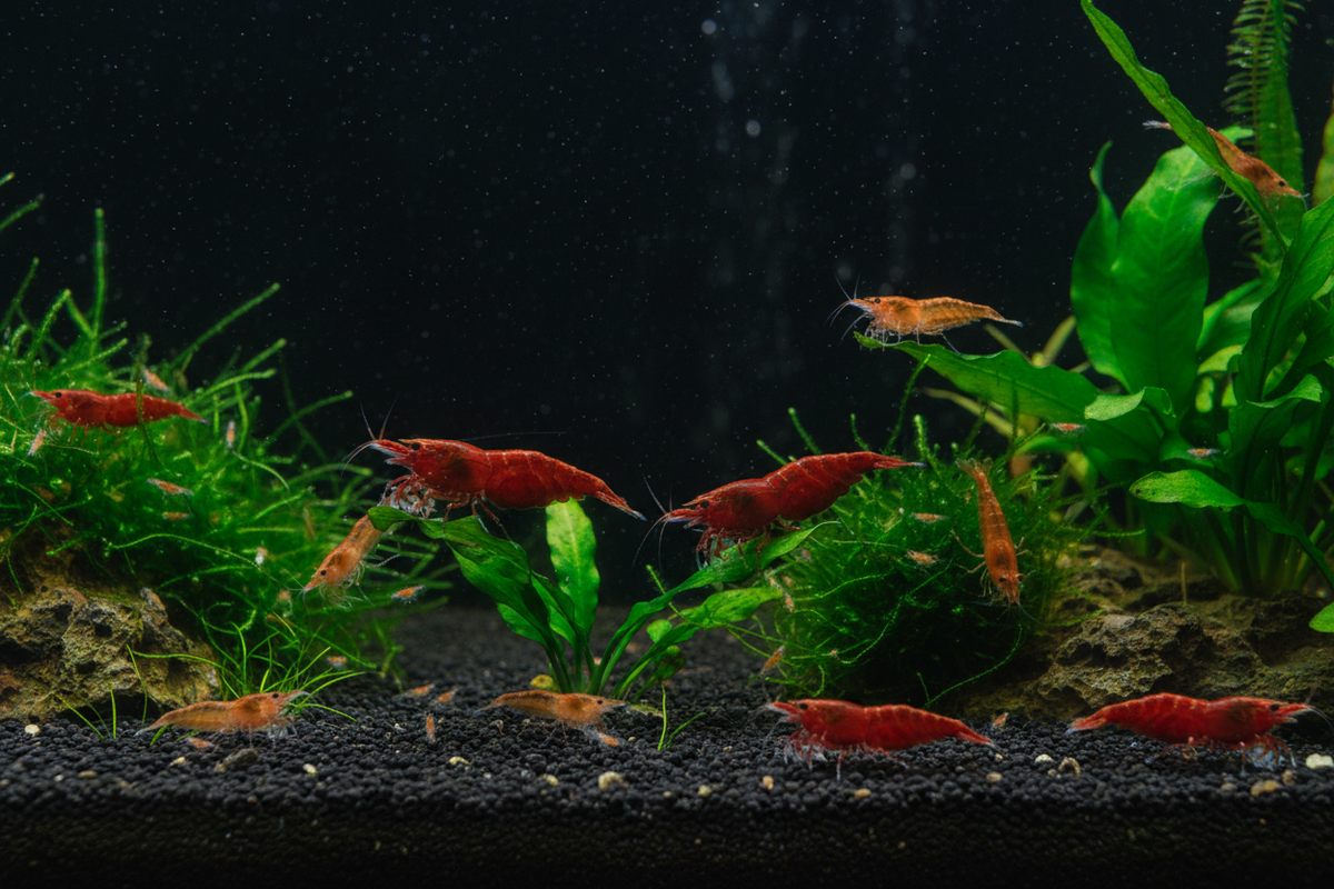 Large group