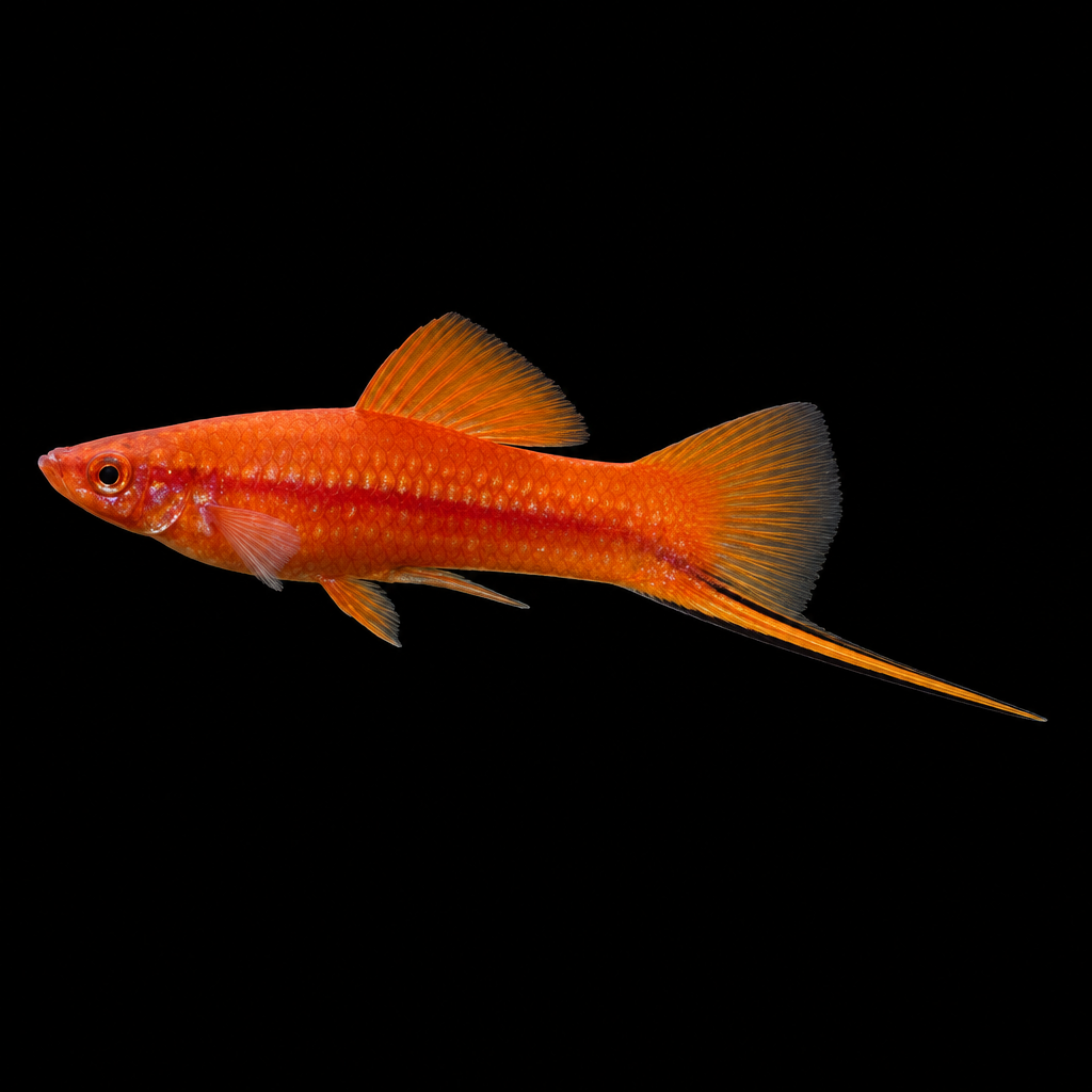 Left-facing swordtail with soft studio lighting