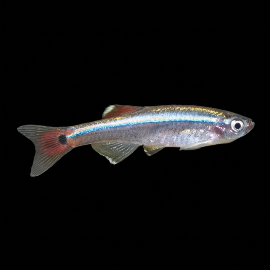 Natural adult male White Cloud swimming right