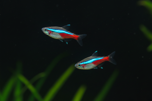 Neon Tetra Pair