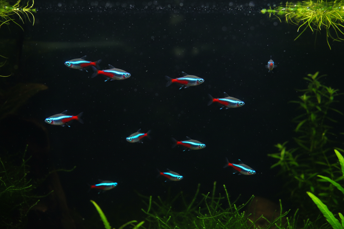 Neon Tetra School
