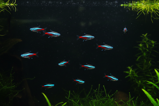 Neon Tetra School