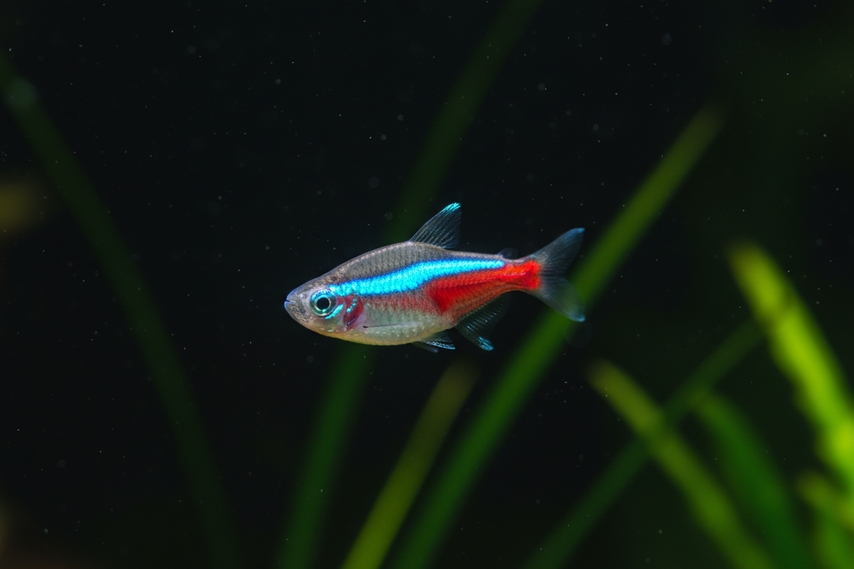 Neon Tetra Single
