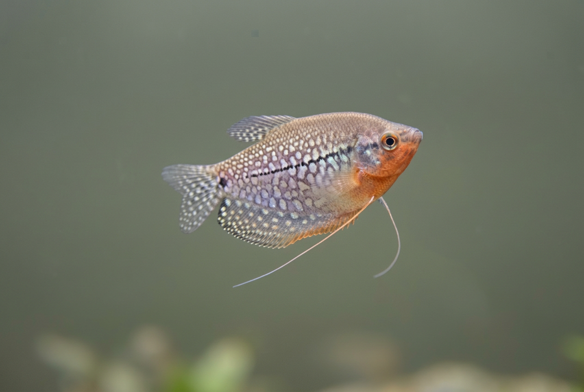 Pearl gourami hovering viewed slightly from below