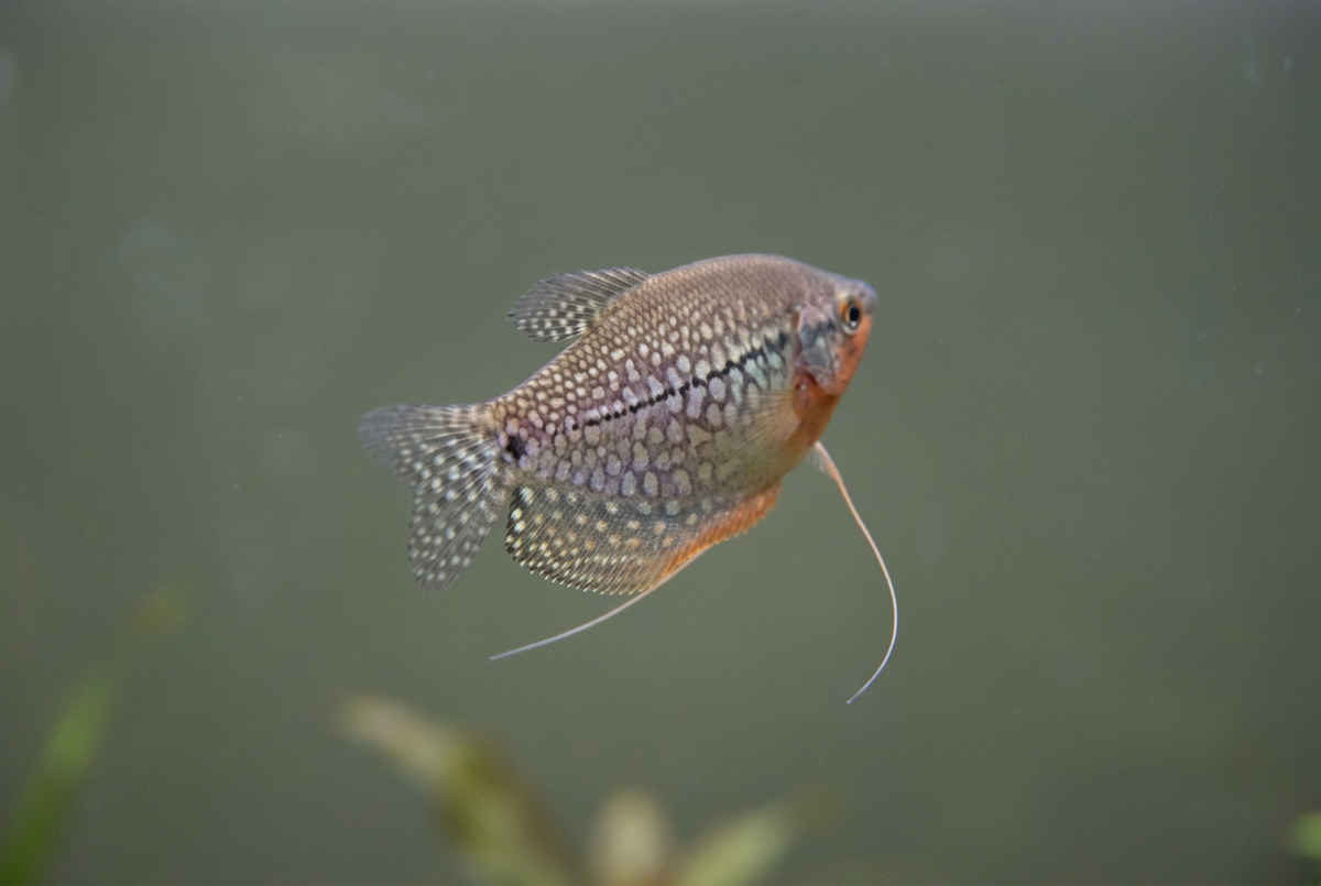 Pearl gourami turning away against muted water
