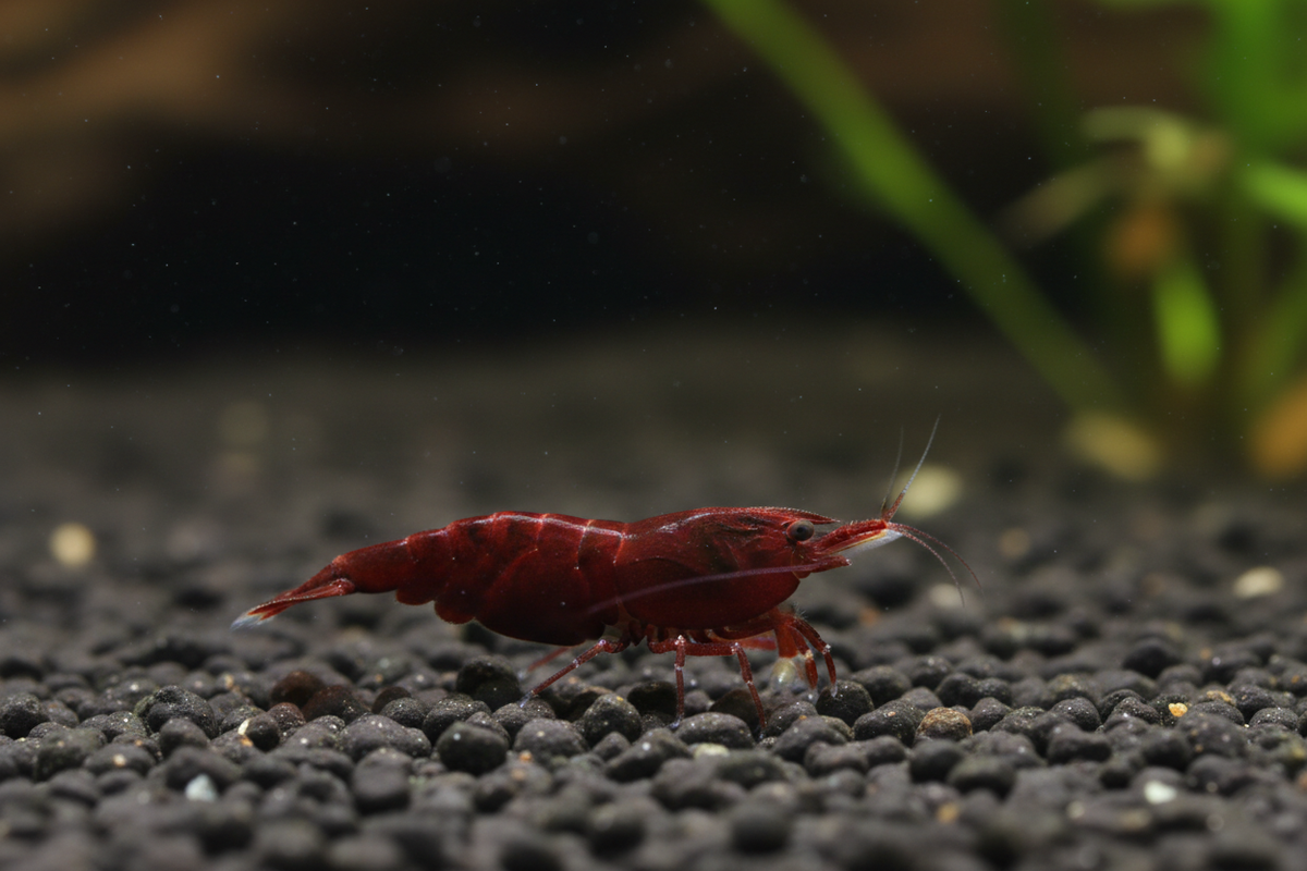 PFR Wine Red