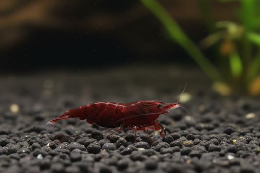 PFR Wine Red