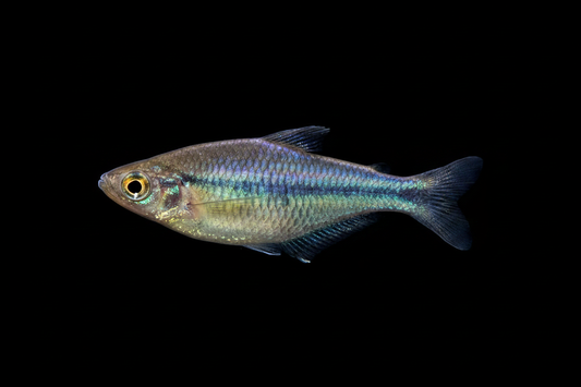 Rainbowfish Black Background Product Shot