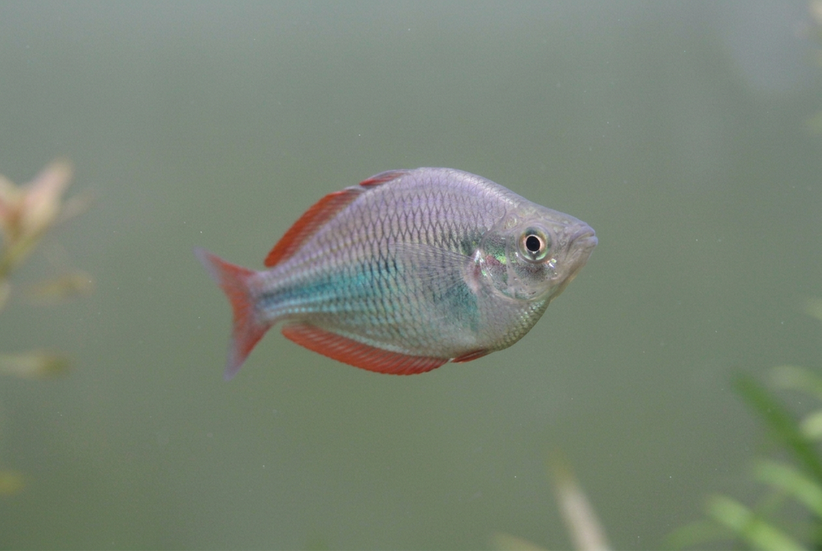 Rainbowfish turned toward the camera with natural perspective