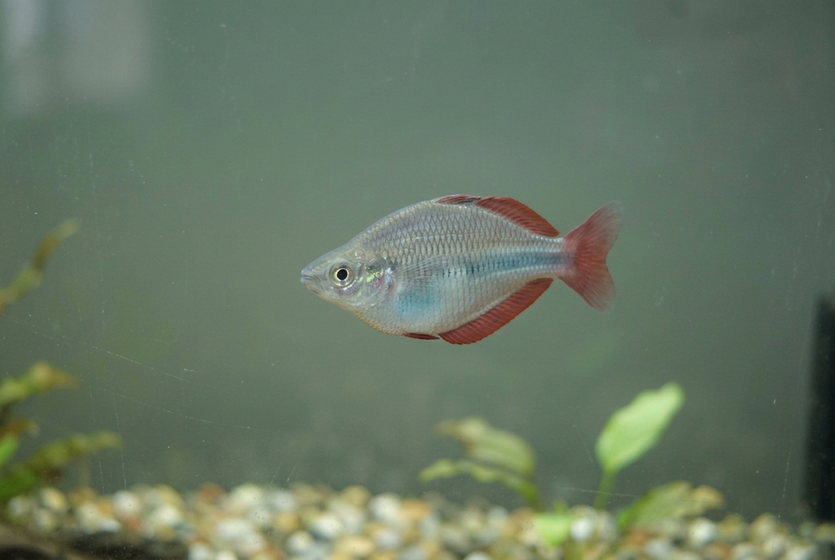 Rainbowfish turning left with its tail angled away