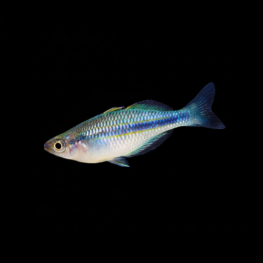 Rainbowfish V5