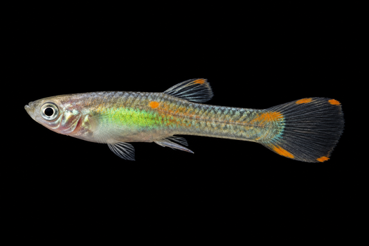Realistic green-chest male Endler