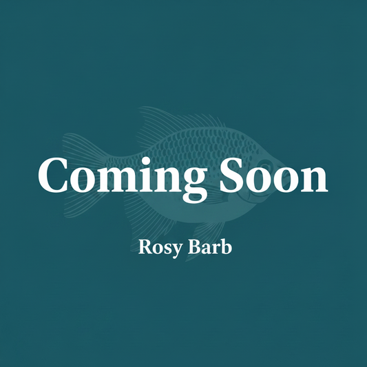 Rosy Barb Coming Soon