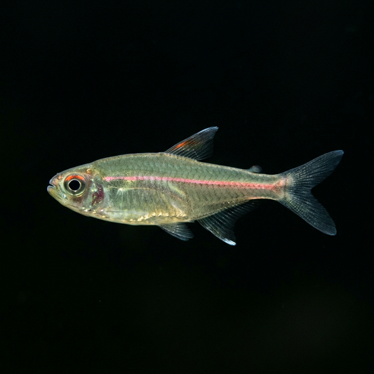 Slender glowlight tetra in side view