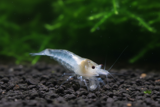 Snowball Grazing Clear