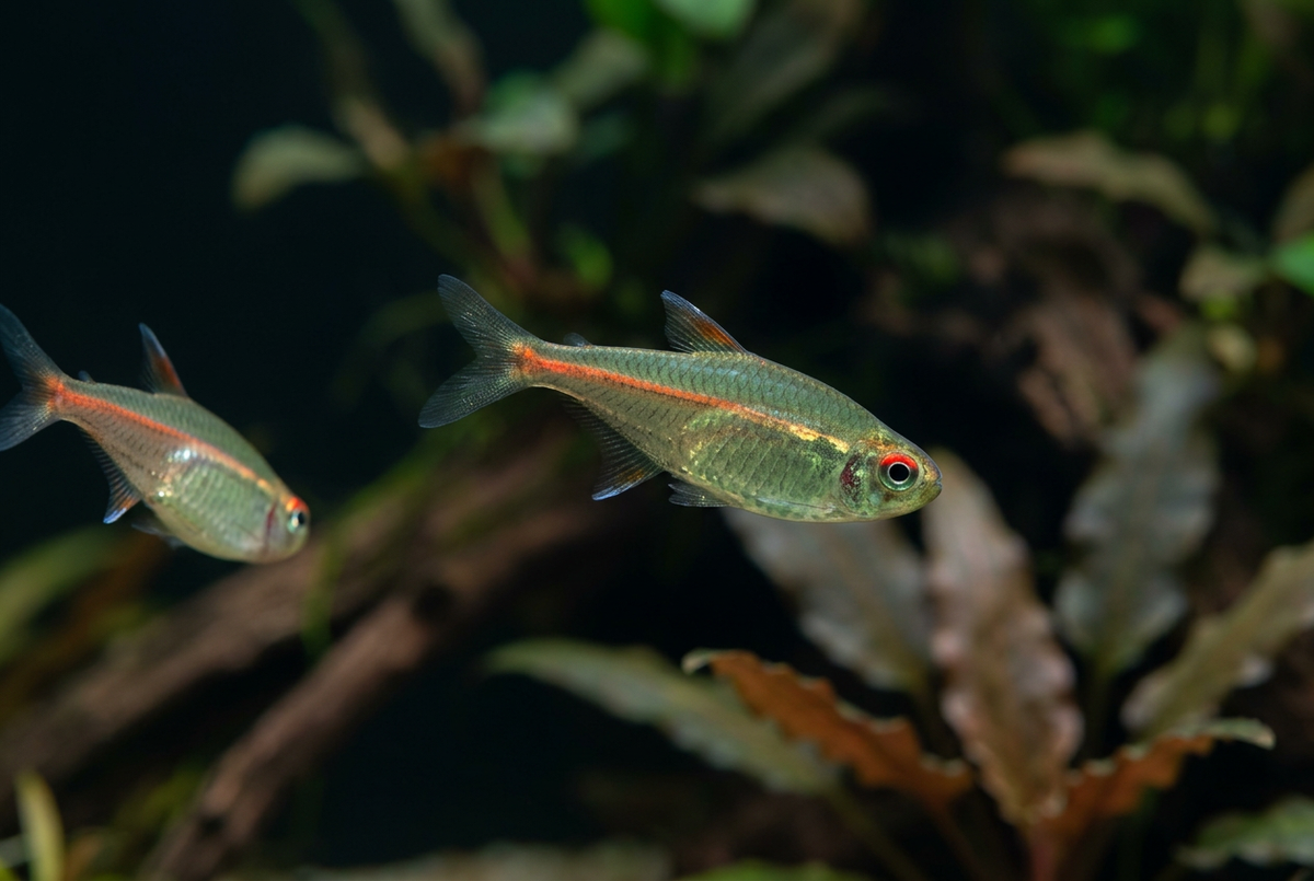 Two glowlights with natural aquarium lighting and depth