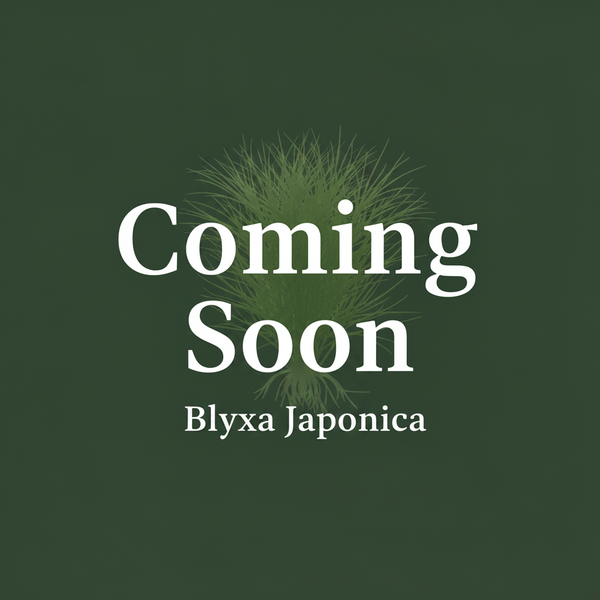 Blyxa Japonica