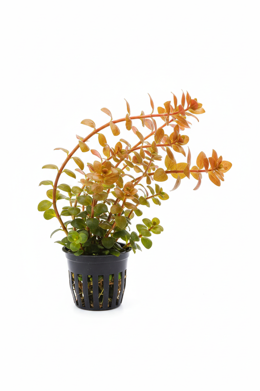 v2 — portrait, arching stems