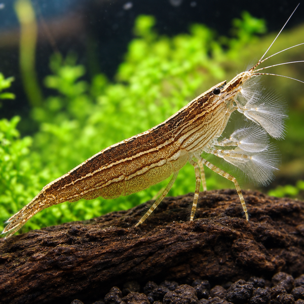 Bamboo Shrimp (Atyopsis Moluccensis)