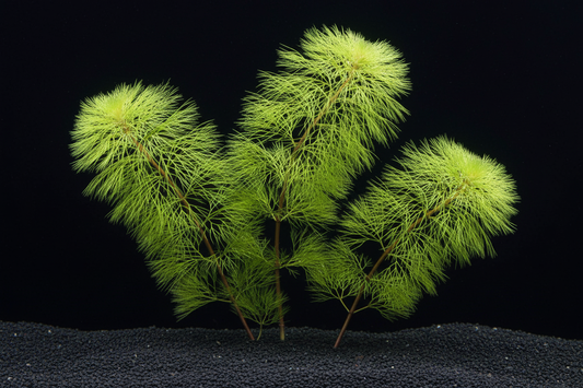 v4 — wide, 3-4 stems