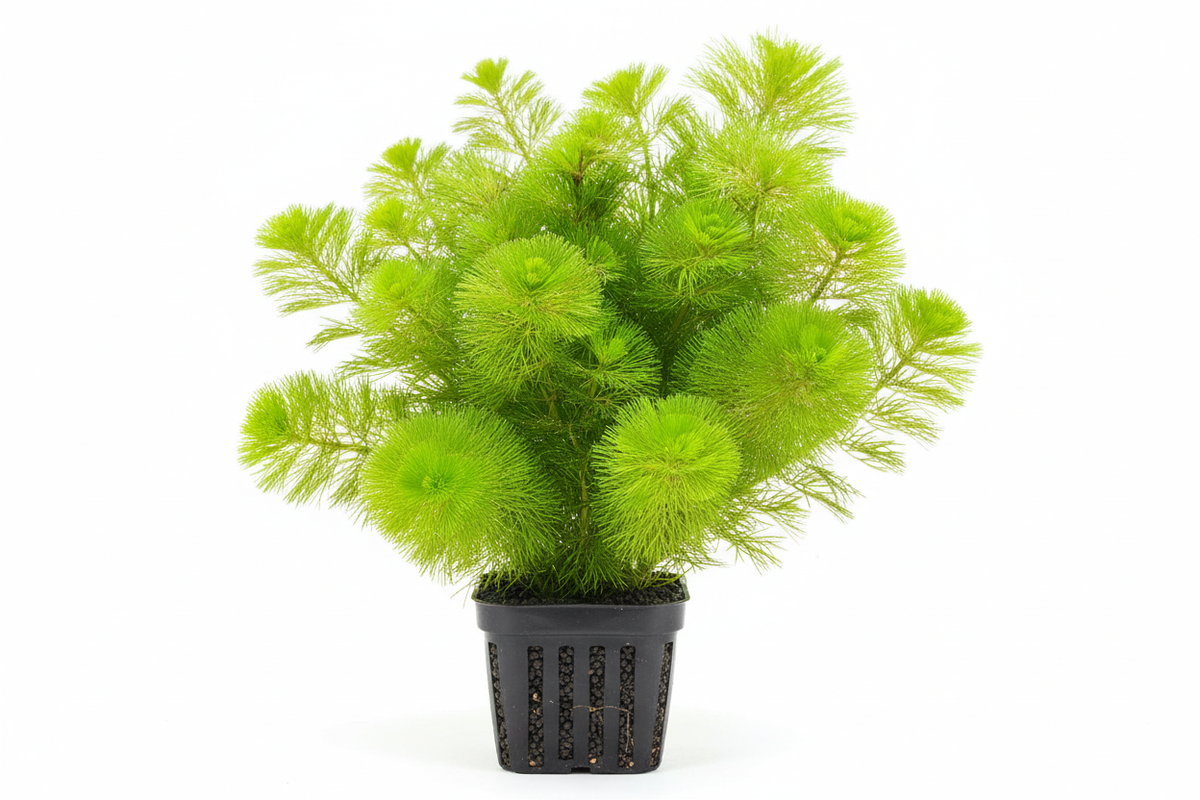 v4 — wide, full plant