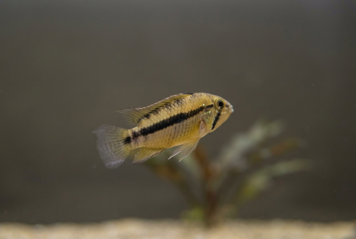 Yellow-brown female against a simple blurred aquarium background