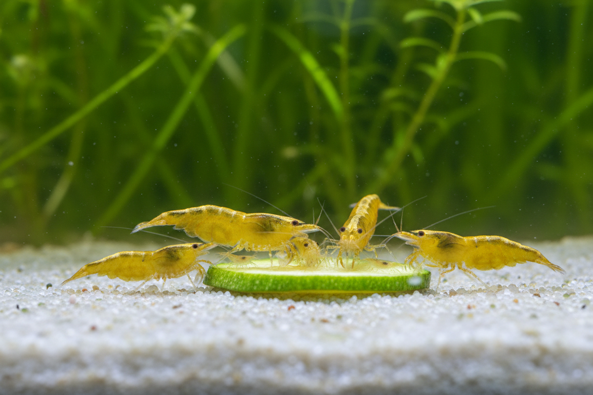 Zucchini